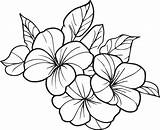 Cute flower coloring Pages Primrose drawing Evening  sketch template