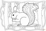 Squirrel coloring Page  Free Printable Coloring Pages sketch template