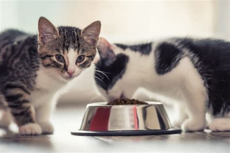 What Can Baby Kittens Eat And Drink | kittencare