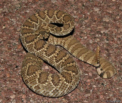 Crotalus scutulatus scutulatus (Mojave rattlesnake)