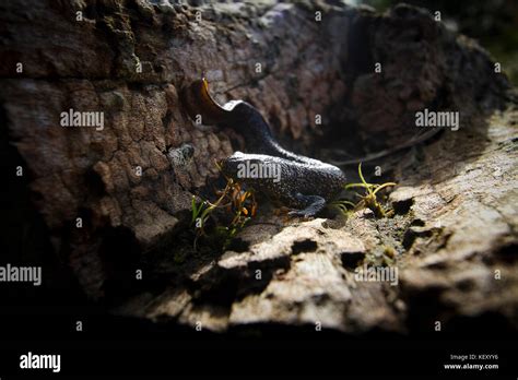 A Great Crested Newt in terrestrial habitat near a breeding pond. England, UK Stock Photo - Alamy