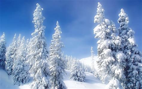 Landscapes Nature Winter Snow Trees Blue Skies High Resolution HD desktop wallpaper : Widescreen ...