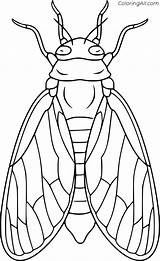 Cicada Coloring Pages  Free Printable Bugs For Kids sketch template