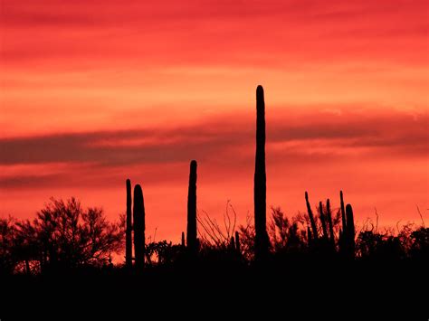 Sunset, Cactus | Sunset at Organ Pipe Cactus National Monume… | Flickr