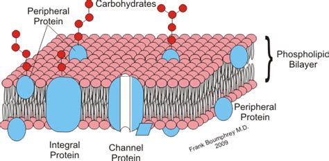 Medical Physiology/Cellular Physiology/Cell structure and Function ...