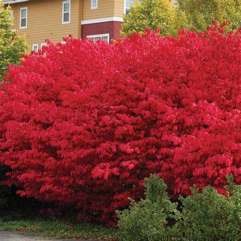 Few other hedge plants rival the blazing red color of Burning Bush in the fall. This fast ...