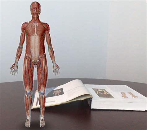 Anatomy and Physiology: Anatomical Position and Directional Terms