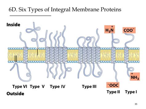 Types Of Membrane Proteins