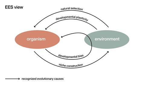 About the EES – Extended Evolutionary Synthesis