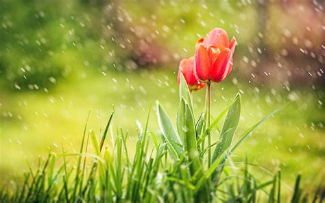 Download free Rain Nature Tulips Wallpaper - MrWallpaper.com