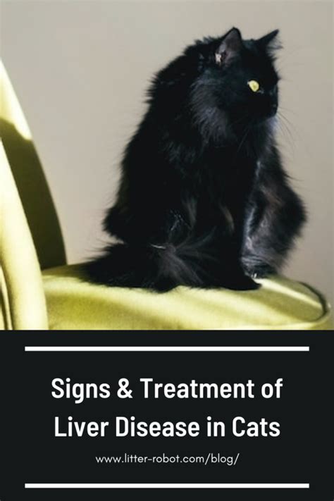 Signs & Treatment of Liver Disease in Cats | Litter-Robot