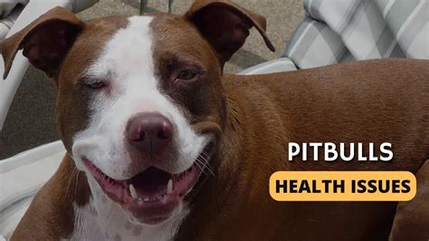 Pit Bulls’ Health Issues - PupHelp