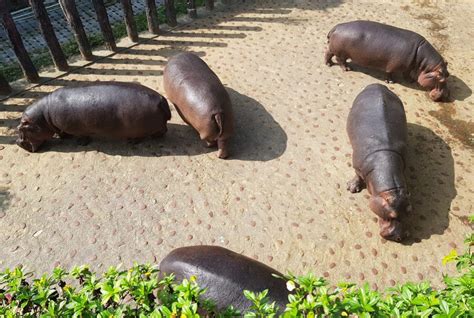 Taipei Zoo - Guide and Tips to Make the Most of Your Visit - Taipei Travel Geek