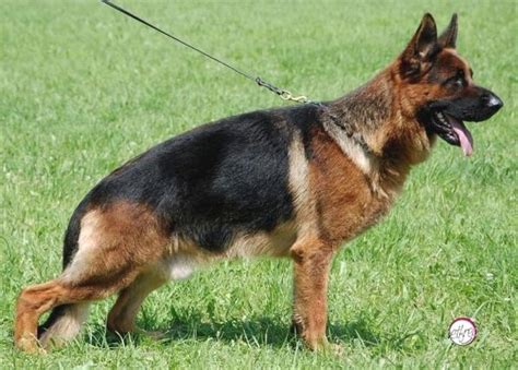 Sacramento Family Protection Dogs for Sale - trained German Shepherds