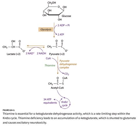 Wernicke Encephalopathy - REBEL EM - Emergency Medicine Blog