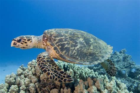 Hawksbill Sea Turtle Facts