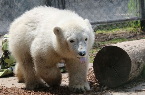 12 baby zoo animals that'll make you go awwww - Today's Parent