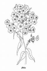 Botany Coloring Book Pages sketch template