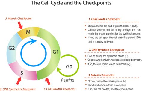 5.1 Cell Division And The Cell Cycle - Guest Hollow