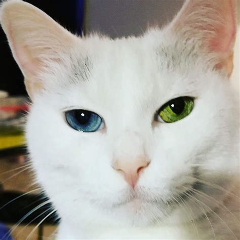 My heterochromia cat : r/cat