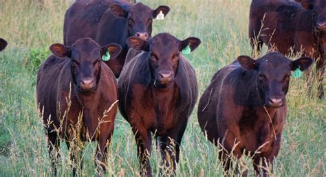 Fescue foot reported in Missouri cattle - Morning Ag Clips