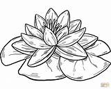 Water Lily Coloring Page Free Printable  Home sketch template