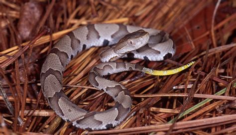 Late Summer Marks Start Of Juvenile Copperhead Season In Maryland - The BayNet