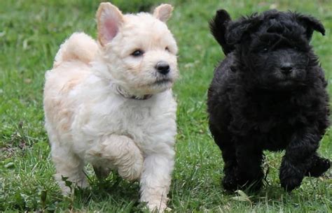 Pumi Dog| Fun Facts Of Playful & Intelligent Companion Breed