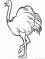 Ostrich Coloring Pages  Part 5 sketch template