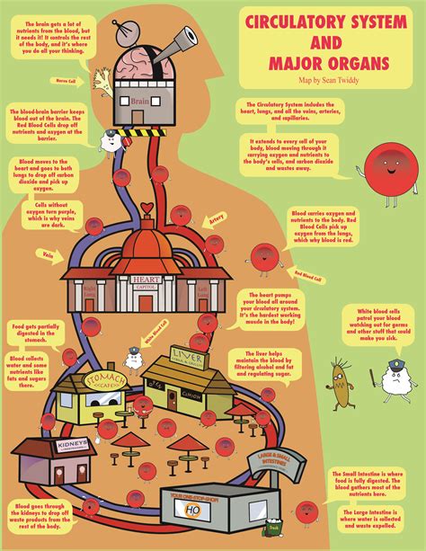 circulatory system facts information