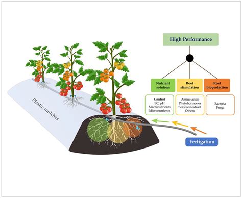 Plants | Free Full-Text | Fertigation: Nutrition, Stimulation and Bioprotection of the Root in ...