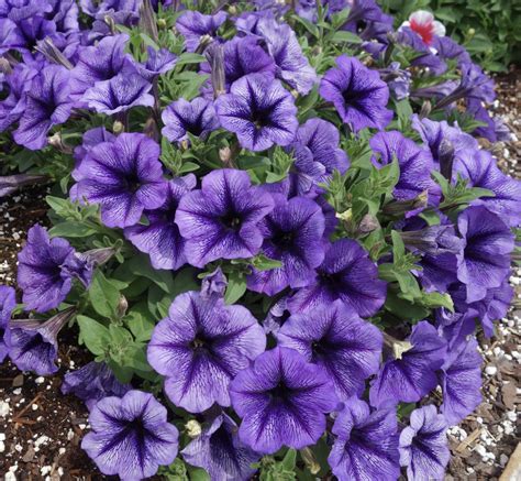 Flamboyant 2022 Petunia Introductions - Greenhouse Product News