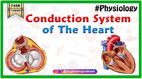 Conduction system of the heart - Sinoatrial node, AV Node, Bundle of His, Purkinje fibers ...