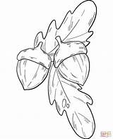 Acorns coloring page  Free Printable Coloring Pages sketch template