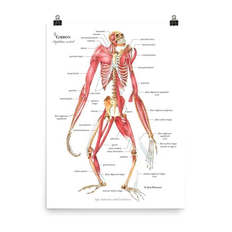 Ape Anatomy and Evolution by Adrienne Zihlman & Carol Underwood