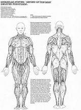 Printable Human Anatomy Coloring Pages  Word Searches sketch template