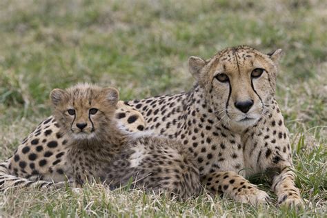 Cheetah Cubs Celebrate Spring's Arrival at the Smithsonian Conservation Biology Institute ...