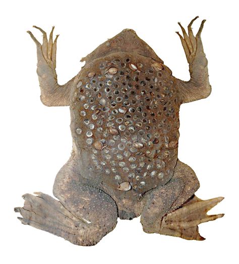 The Surinam Toad: A Strange Amphibian With Unusual Egg Care - Owlcation