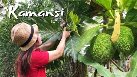 LIFE IN THE PHILIPINE COUNTRYSIDE | Cooking Kamansi or Breadfruit - YouTube