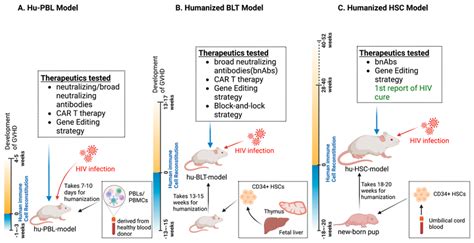 Comparison of three commonly used humanized mouse model in HIV ...