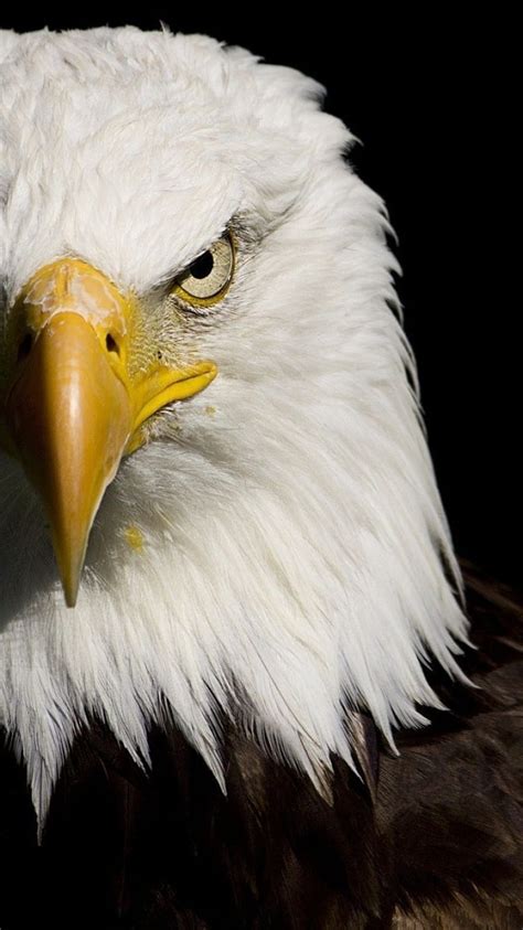 Eagle Iphone, eagle face HD phone wallpaper | Pxfuel