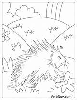 Free PORCUPINE Coloring Pages For Download Printable PDF sketch template