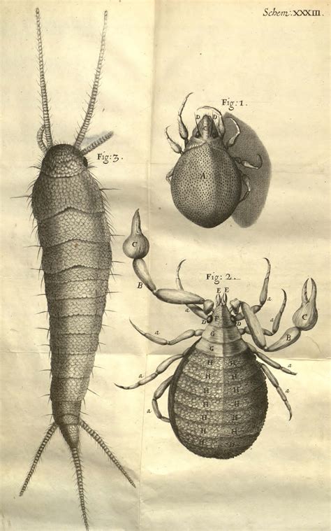 facsimilium: Robert Hooke's Micrographia, 17th Century