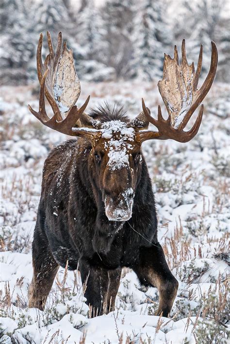 Arctic Moose In Snow