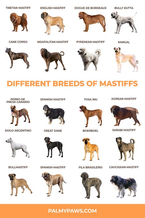 Pin on Dog Breeds