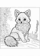 Young Fox  Coloring Pages sketch template