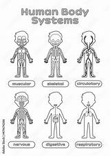 Human Body Systems Coloring Pages Sketch Page sketch template