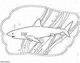 Free Shark coloring Page sketch template