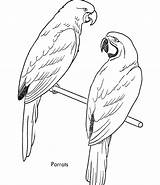 Free Printable Parrot Coloring Pages For Kids sketch template