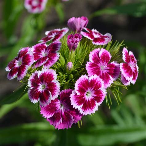 Carnation - varieties, planting, sowing and advice on caring for it